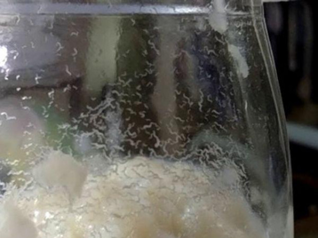 ”Rợn người” cảnh sinh vật trong suốt bò lúc nhúc bò trong hũ thủy tinh, sự thật lại càng gây bất ngờ