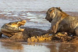 Cá sấu đại chiến ”nảy lửa” với đàn sư tử