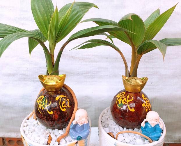 Dừa bonsai mini lạ mắt hút khách dịp Tết Quý Mão - 1