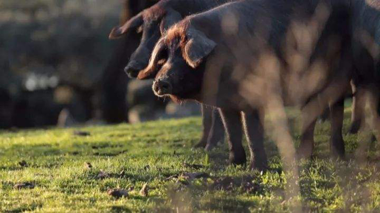 Loại jambon “đắt xắt ra miếng”, được ví như quốc bảo của Tây Ban Nha - 2