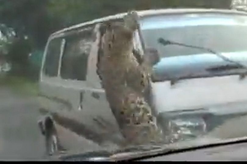 Video: Khoảnh khắc báo hoa mai nhảy bổ vào xe hơi gây hãi hùng - 1