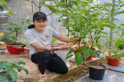 Trồng loại cây quen thuộc chỉ bán giống, 9X Lâm Đồng có ngày thu về 30 triệu đồng