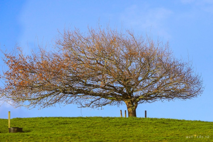 Khám phá "thánh địa" chim hoang dã bất khả xâm phạm giữa biển trời Côn Đảo 9 Hồ Wanaka - Vẻ đẹp siêu thực của vùng đất Kiwi - 8