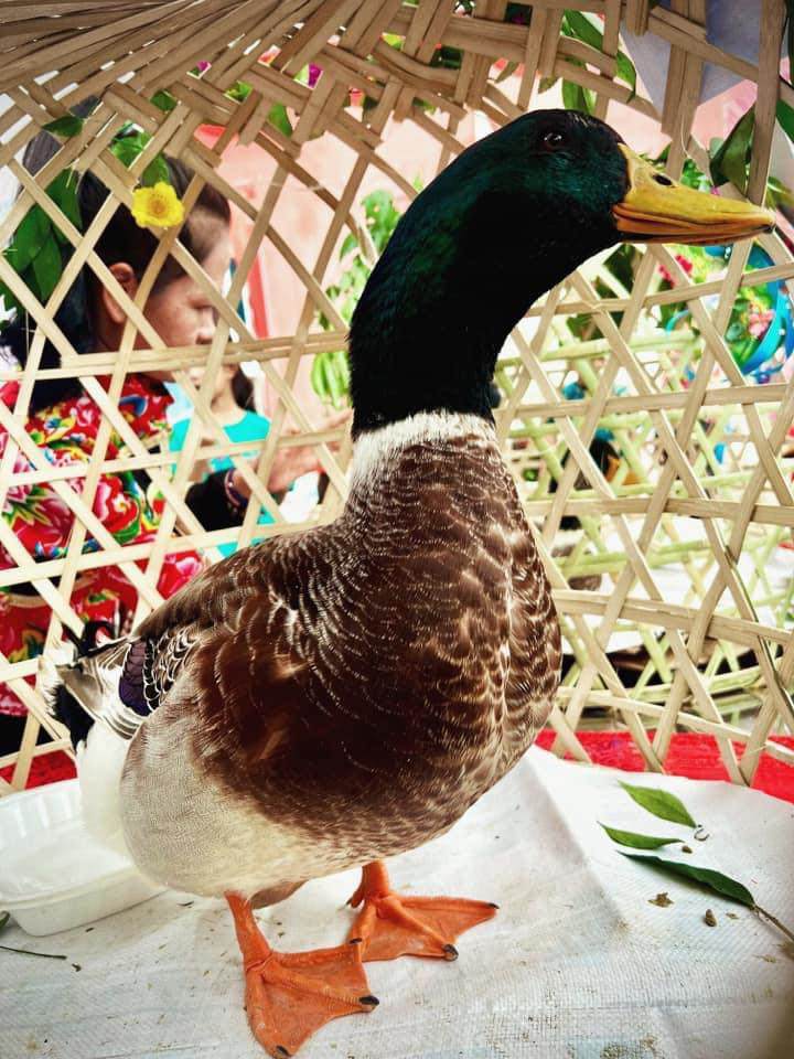 Độc lạ Lạng Sơn: Tổ chức cuộc thi “Hoa hậu vịt” - 1