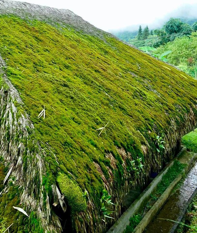 Những mái nhà rêu có một không hai tại bản người Dao bên sườn Tây Côn Lĩnh. - 8