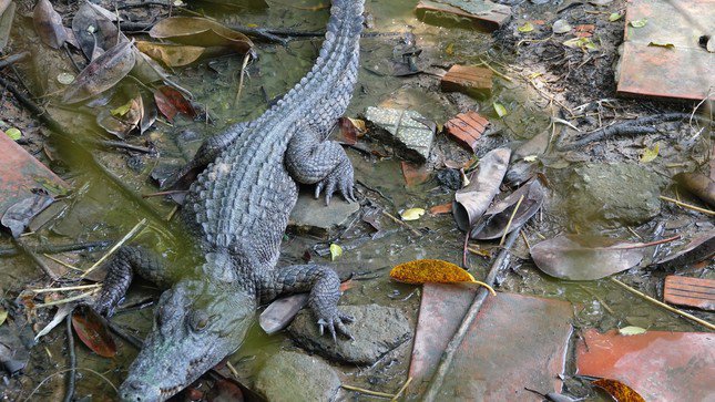 6 con cá sấu sổng chuồng ra công viên ở Kiên Giang - 2