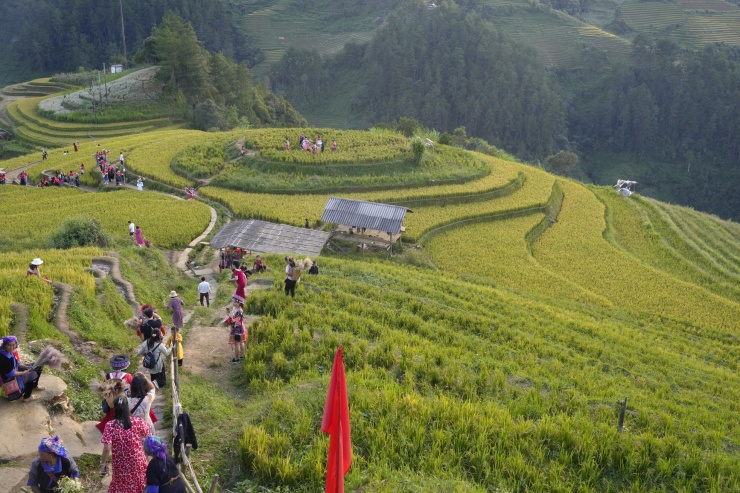 Du khách nườm nượp đổ về Mù Cang Chải 'check-in' mùa lúa chín - 4