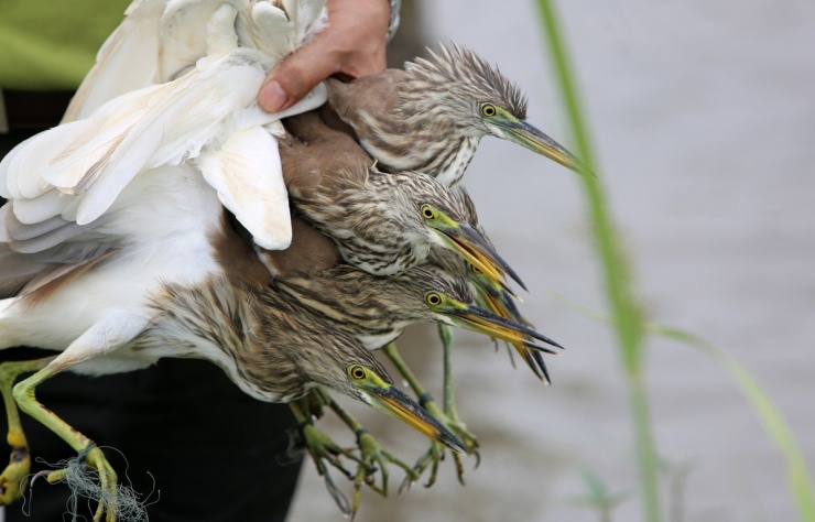 Cận cảnh "nước mắt" chim trời hoang dã sa bẫy ở Thanh Hóa - 12