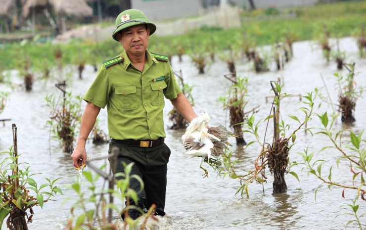 Cận cảnh "nước mắt" chim trời hoang dã sa bẫy ở Thanh Hóa - 11