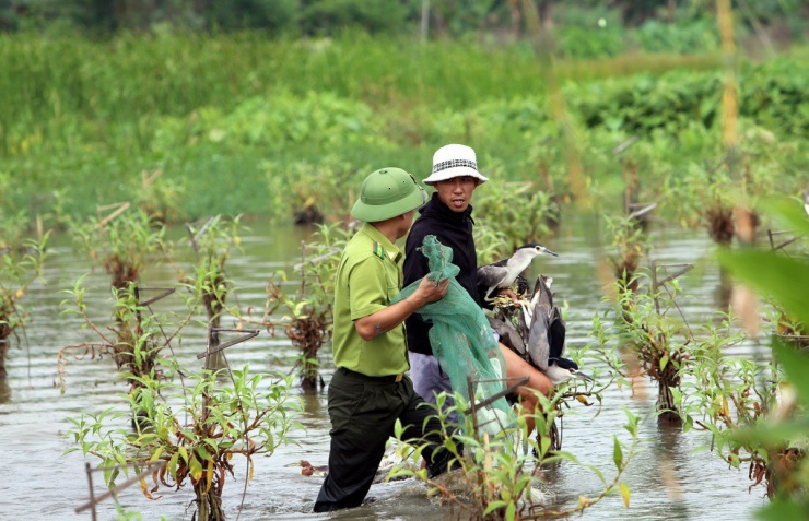 Cận cảnh "nước mắt" chim trời hoang dã sa bẫy ở Thanh Hóa - 13