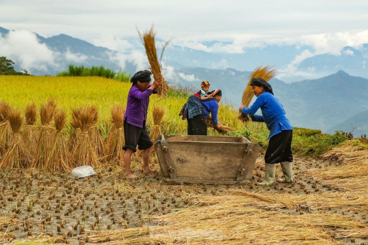 Những tọa độ check-in ruộng bậc thang đẹp nhất Hà Giang - 5