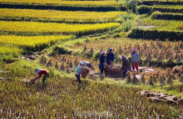 Những tọa độ check-in ruộng bậc thang đẹp nhất Hà Giang - 7