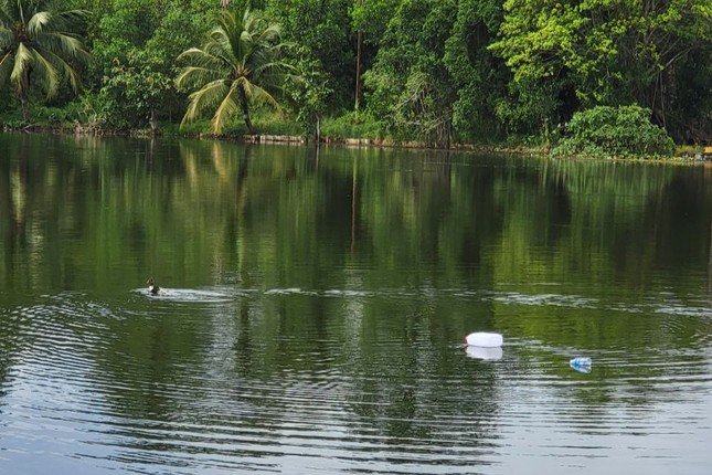 Vụ cá sấu sổng chuồng ở Kiên Giang: Đề xuất thanh lý cả đàn - 1