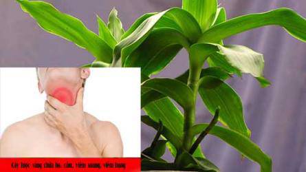 Cây lược vàng chữa được bệnh gì? - 1