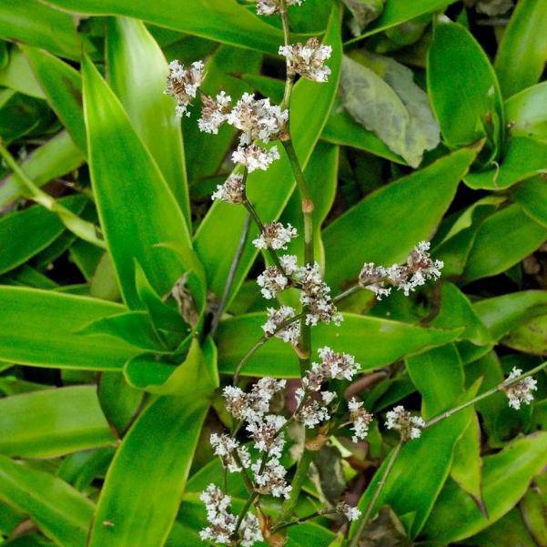Cây lược vàng chữa được bệnh gì? - 2