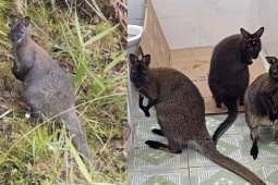 Diễn vươn lên là mới mẻ vụ 4 con cái con chuột túi được phân phát hiện tại ở Cao Bằng