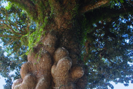 Cây trôi hàng trăm ngàn năm tuổi hạc ở Hà Tĩnh