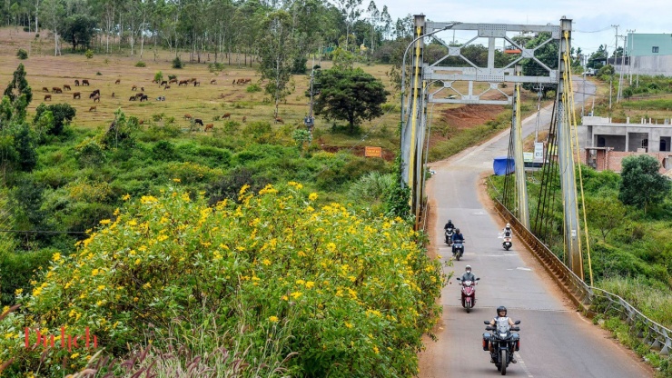 ‘Thiên đường sống ảo’ giữa mùa hoa dã quỳ rực vàng Gia Lai - 3