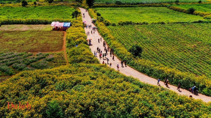 ‘Thiên đường sống ảo’ giữa mùa hoa dã quỳ rực vàng Gia Lai - 16