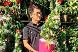 Thông tươi tiền triệu vẫn hút người mua mùa Noel