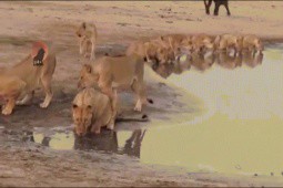 Video: Giây phút kịch tính đàn voi đuổi bầy sư tử ra khỏi lãnh địa