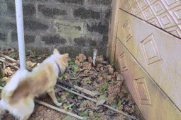 Video: Rắn hổ mang bất ngờ bị tóm gọn khi đang hung hăng tấn công chó nhà