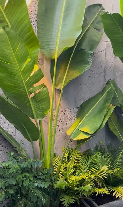 Cận cảnh nhà mới khang trang của vợ chồng Phan Mạnh Quỳnh - 8