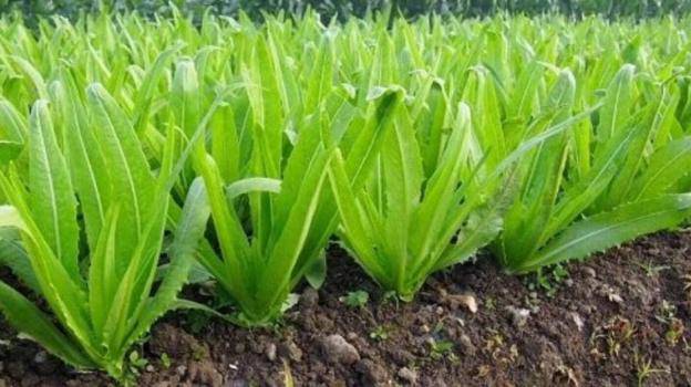 Loại rau mùa đông giàu canxi gấp 36 lần canh xương hầm, giúp da đẹp, mắt khỏe, xương chắc và các món ngon từ nó - 1