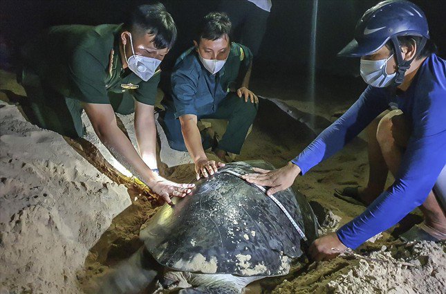 'Ông đỡ' mát tay của... rùa biển - 1