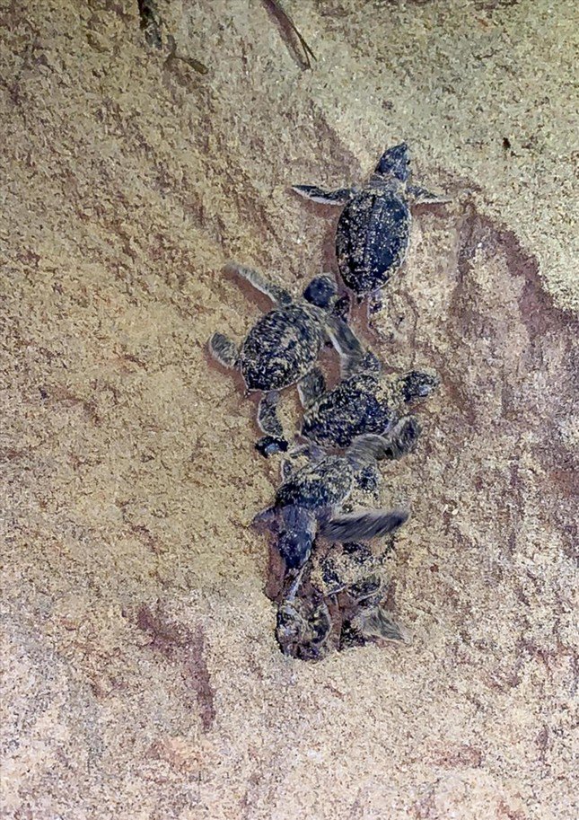 'Ông đỡ' mát tay của... rùa biển - 2