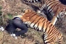 Pakistan: Thấy hổ gặm giày, tới kiểm tra phát hiện cảnh hãi hùng