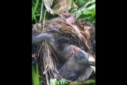  " Bé Na "  tung hoành tấn công chim con trong tổ, cái kết khiến ai cũng thót tim