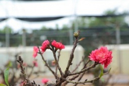 Cận cảnh đào tiến Vua 'ngủ' phòng điều hòa chờ đón Tết