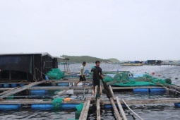 Dân nuôi tôm hùm điêu đứng vì 20 tỷ đồng 'không cánh mà bay'