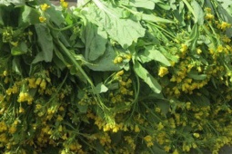 Tháng 12 hoa cải vàng rực rỡ, hãy tận dụng để chế biến món ăn lạ miệng, bổ dưỡng này