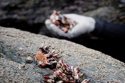  " Lộc trời "  ở trên đá, trông gớm ghiếc như  " ngón tay quỷ " , ai ngờ bán 4 triệu/kg