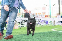 Chú chó đắt giá nhất Việt Nam, đại gia Phú Thọ chi nửa tỷ đồng để sở hữu