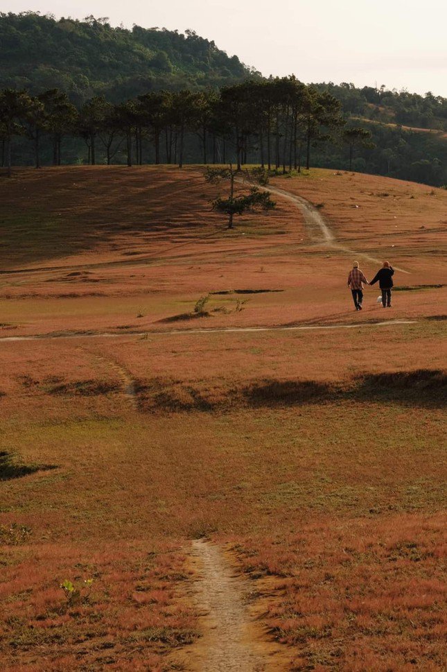 Check-in Lâm Đồng mùa cuối năm: Thung lũng Masara vào mùa cỏ hồng đẹp mộng mơ - 3