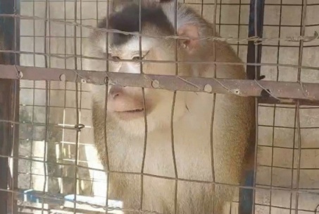 Người đàn ông ở TP Thủ Đức bàn giao một con khỉ đuôi lợn cho kiểm lâm